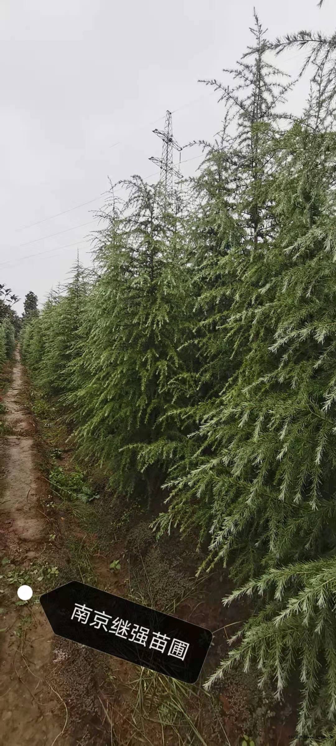 杆直头正优质苗 杆直头正优质苗
