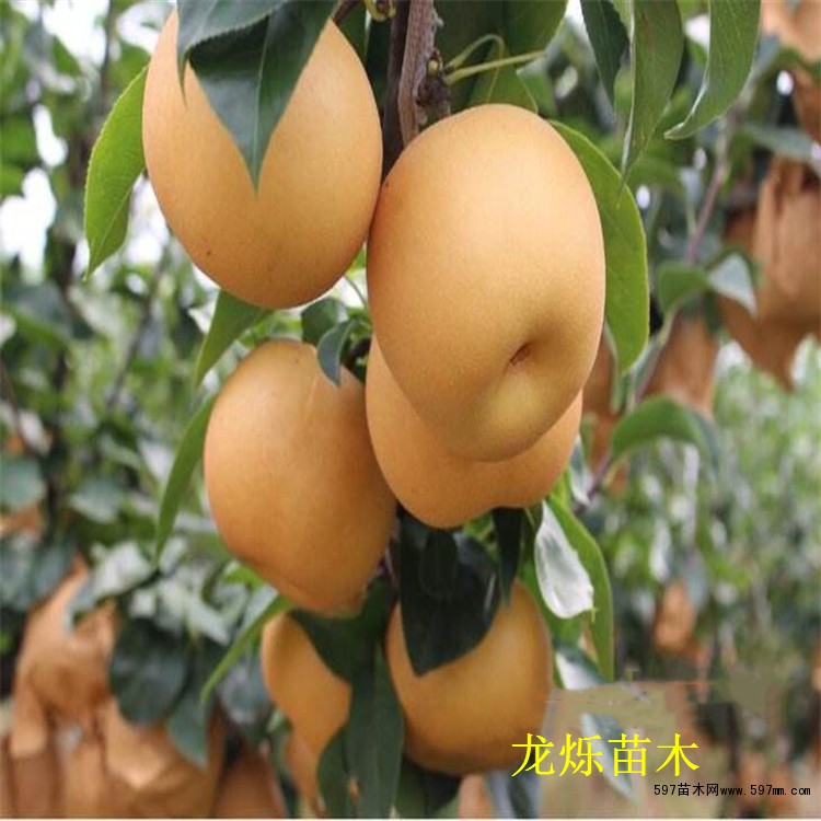 秋月梨 秋月梨