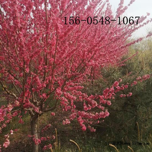 龙珠碧桃 龙珠碧桃