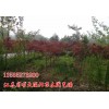 供应红枫2-15公分，日本红枫，中国红、欧洲三季红