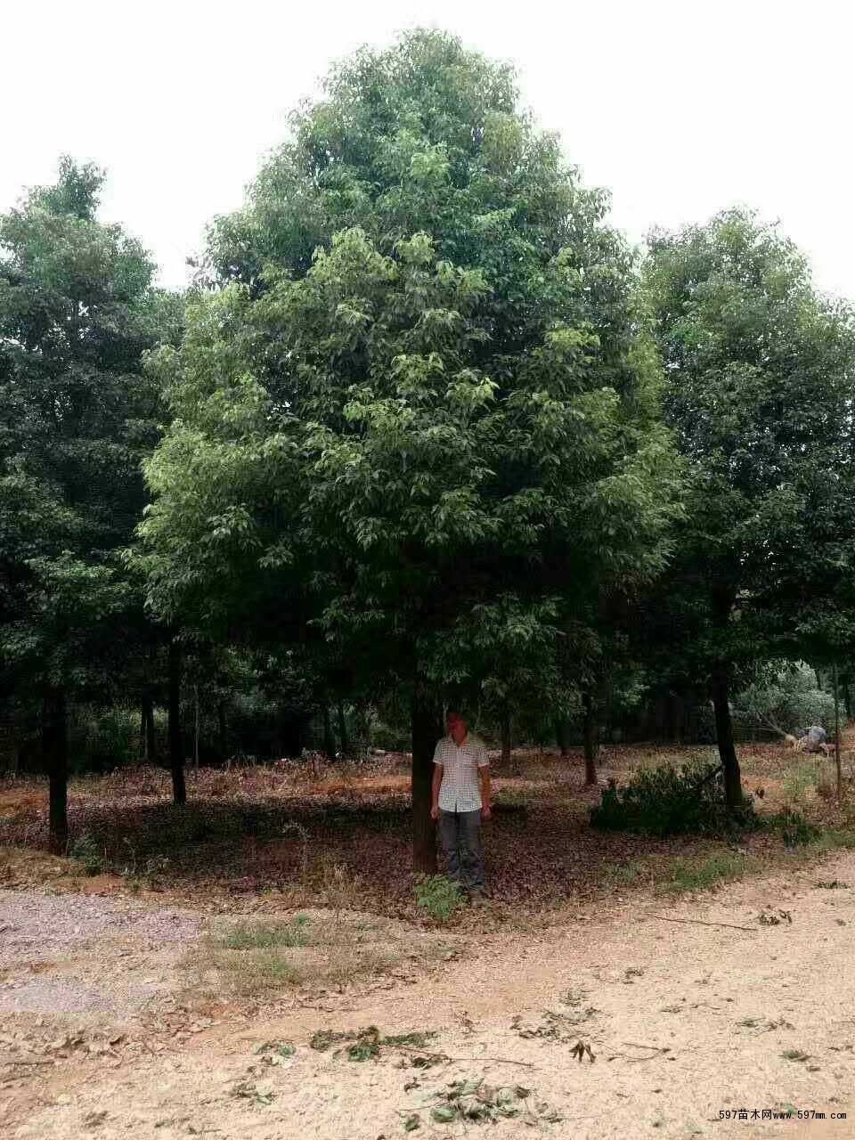 移植香樟 移植香樟