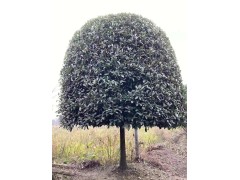 精品桂花树米径8-12公分的树形均匀基地批发