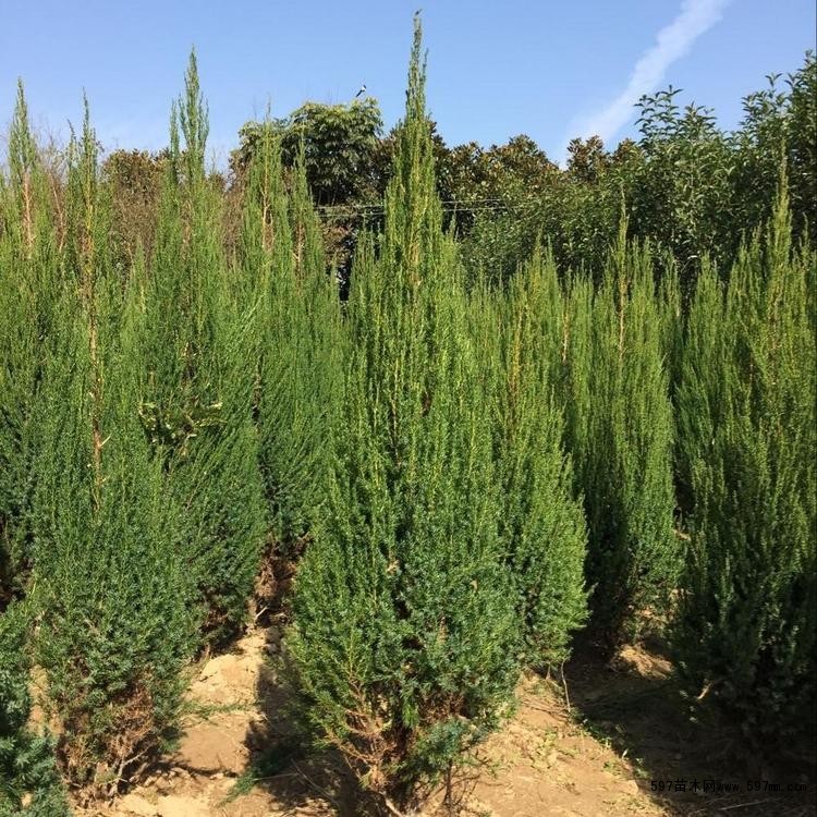 北京桧是柏科圆柏属的一种常绿乔木 北京桧是柏科圆柏属的一种常绿乔木