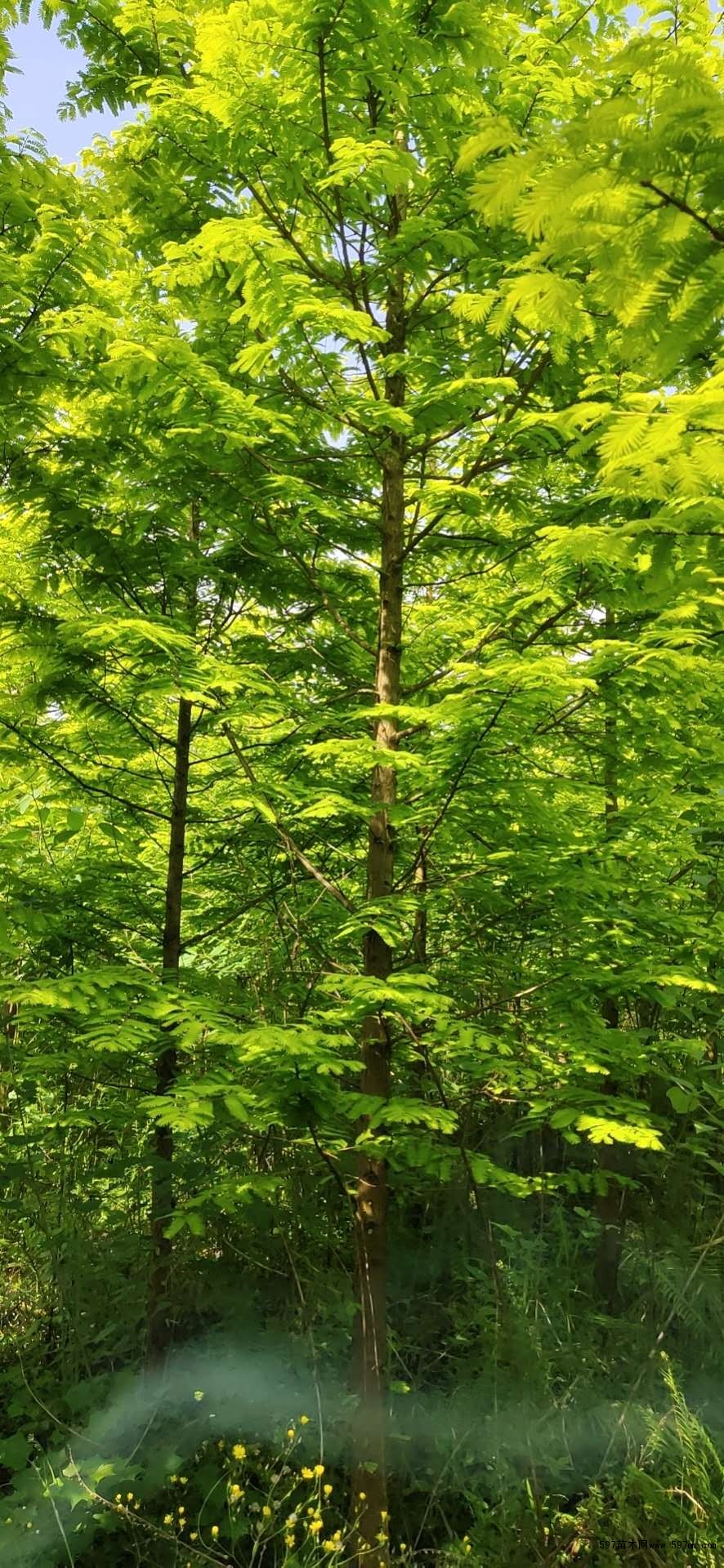 金叶水杉 金叶水杉