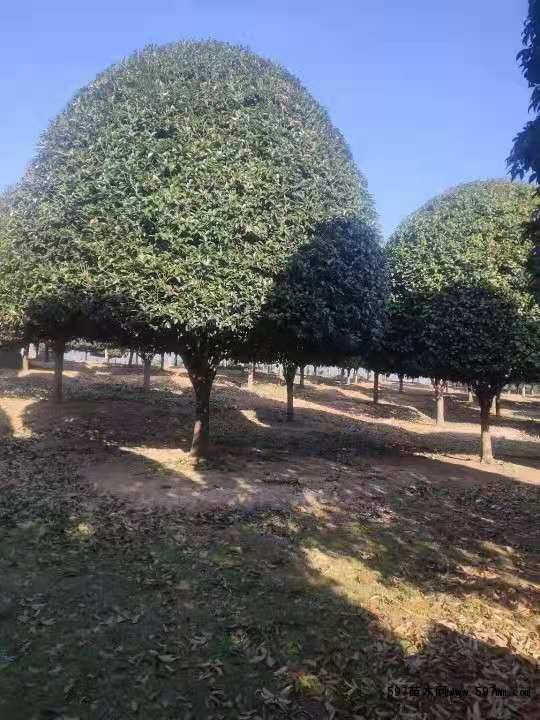 精品米径25公分桂花 精品米径25公分桂花