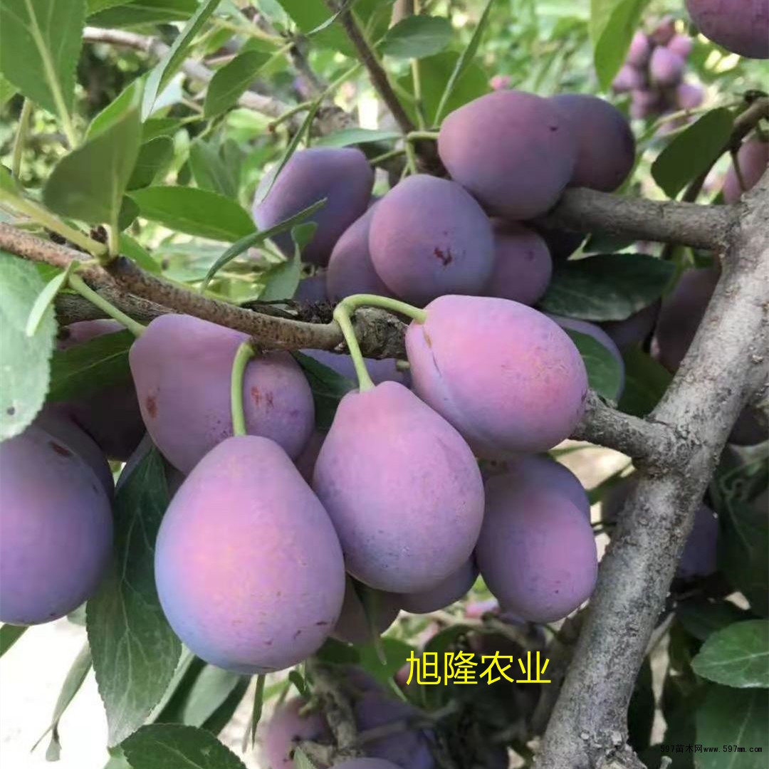 法兰西西梅苗 法兰西西梅苗