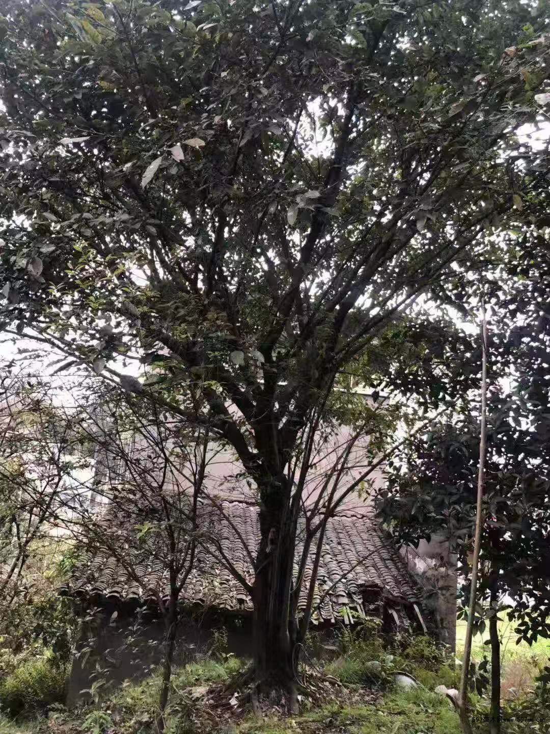 黄葛树 黄葛树