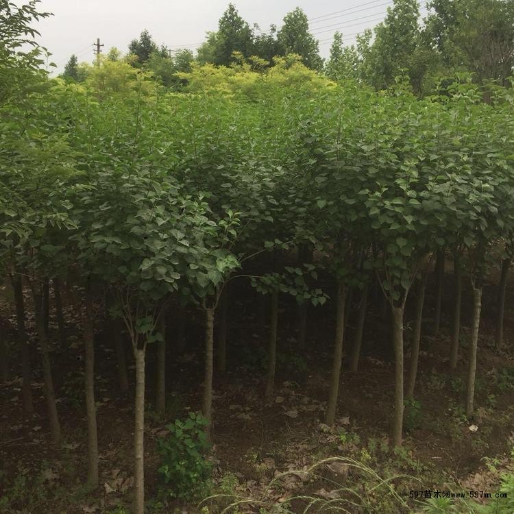可丛植于路边、草坪或向阳坡地 可丛植于路边、草坪或向阳坡地
