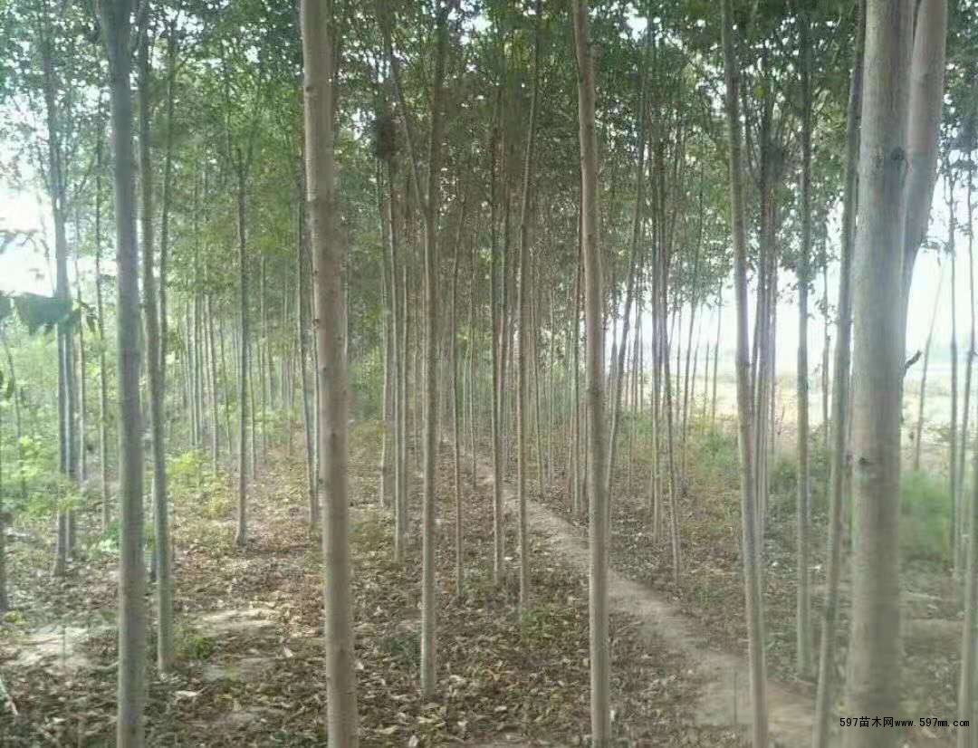 大规格香椿树苗 大规格香椿树苗