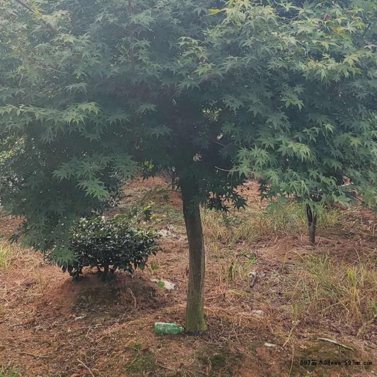 适应于湿润和富含腐殖质的土壤。 适应于湿润和富含腐殖质的土壤。