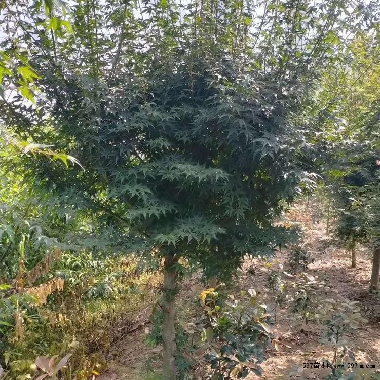 喜疏荫的环境,夏日怕日光曝晒,抗寒性强,能忍受较干旱的气候条件。 喜疏荫的环境,夏日怕日光曝晒,抗寒性强,能忍受较干旱的气候条件。
