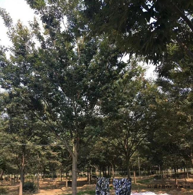 红榉属于喜光植株,在温暖而湿润的环境中有着较好的长势 红榉属于喜光植株,在温暖而湿润的环境中有着较好的长势