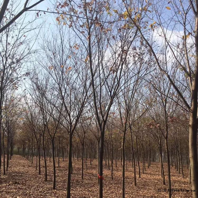 在干燥瘠薄山地上生长不良。深根性,侧根扩张,抗风力强,树冠大,落叶量多,有改良土壤之效。 在干燥瘠薄山地上生长不良。深根性,侧根扩张,抗风力强,树冠大,落叶量多,有改良土壤之效。