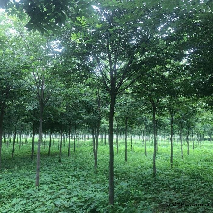 红榉树为中等喜光树种,喜温暖气候和湿润肥沃土壤 红榉树为中等喜光树种,喜温暖气候和湿润肥沃土壤