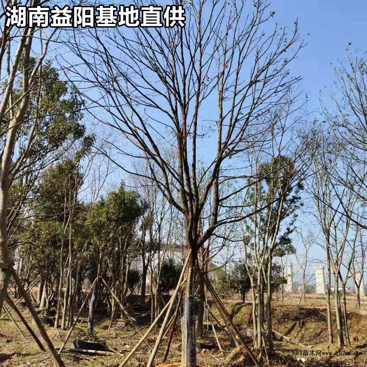 全冠香樟 全冠香樟