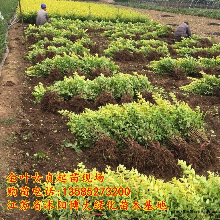 金叶女贞工程苗 金叶女贞工程苗