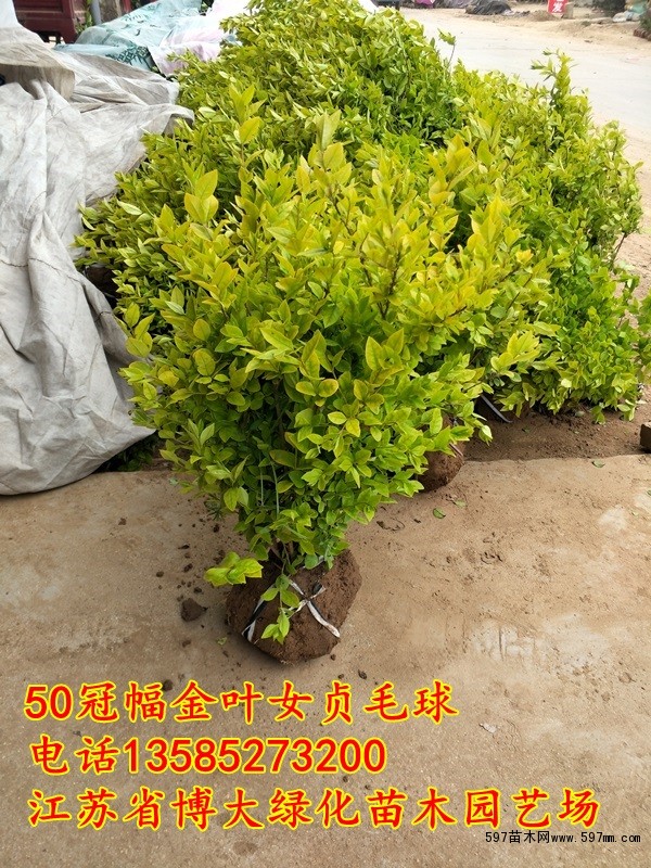 金叶女贞毛球 金叶女贞毛球