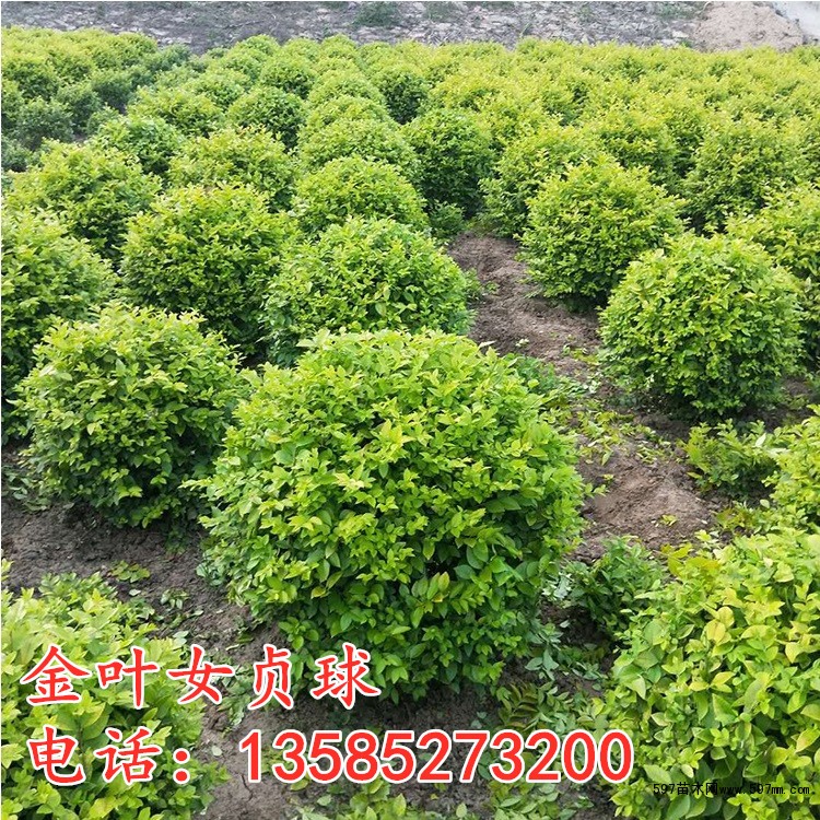 金叶女贞球 金叶女贞球