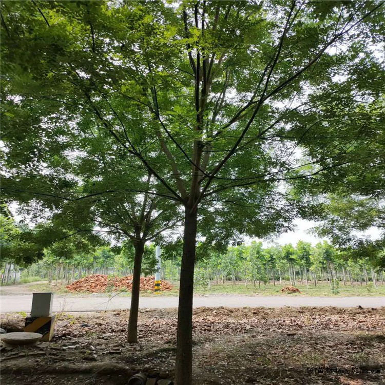 移栽地栽 移栽地栽