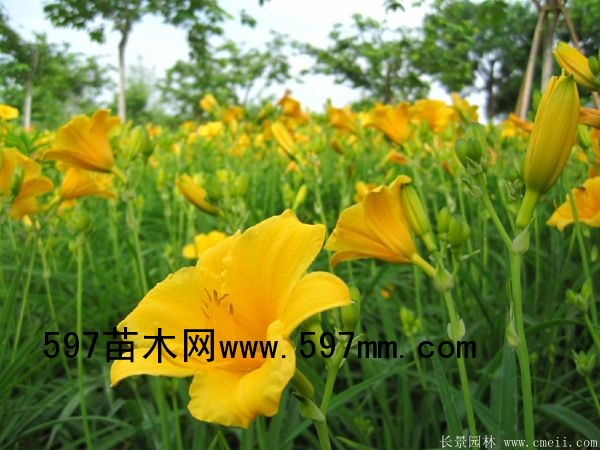 金娃娃萱草 金娃娃萱草
