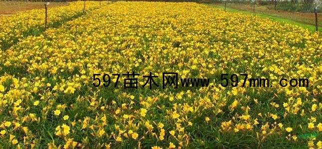 金娃娃萱草 金娃娃萱草