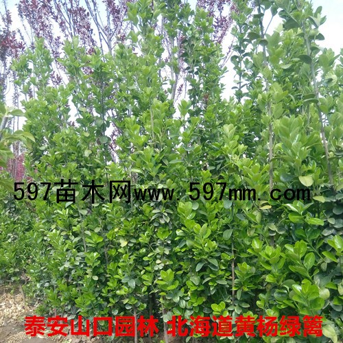 我园林常年专业种植经销北海道黄杨绿篱苗,济南北海道黄杨苗种植基地,经销全国各地天津、济南、聊城、菏泽、潍坊、青岛等地,质优价廉,一j苗,根系丰富,成活率高,北海道黄杨抗旱抗寒,能承受零下30度低温,冬 我园林常年专业种植经销北海道黄杨绿篱苗,济南北海道黄杨苗种植基地,经销全国各地天津、济南、聊城、菏泽、潍坊、青岛等地,质优价廉,一j苗,根系丰富,成活率高,北海道黄杨抗旱抗寒,能承受零下30度低温,冬