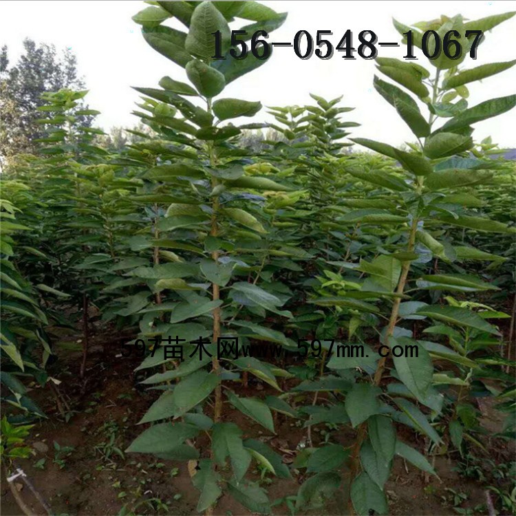 樱桃树 樱桃树