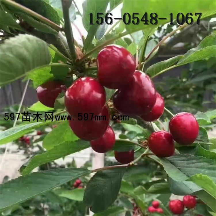 樱桃树 樱桃树