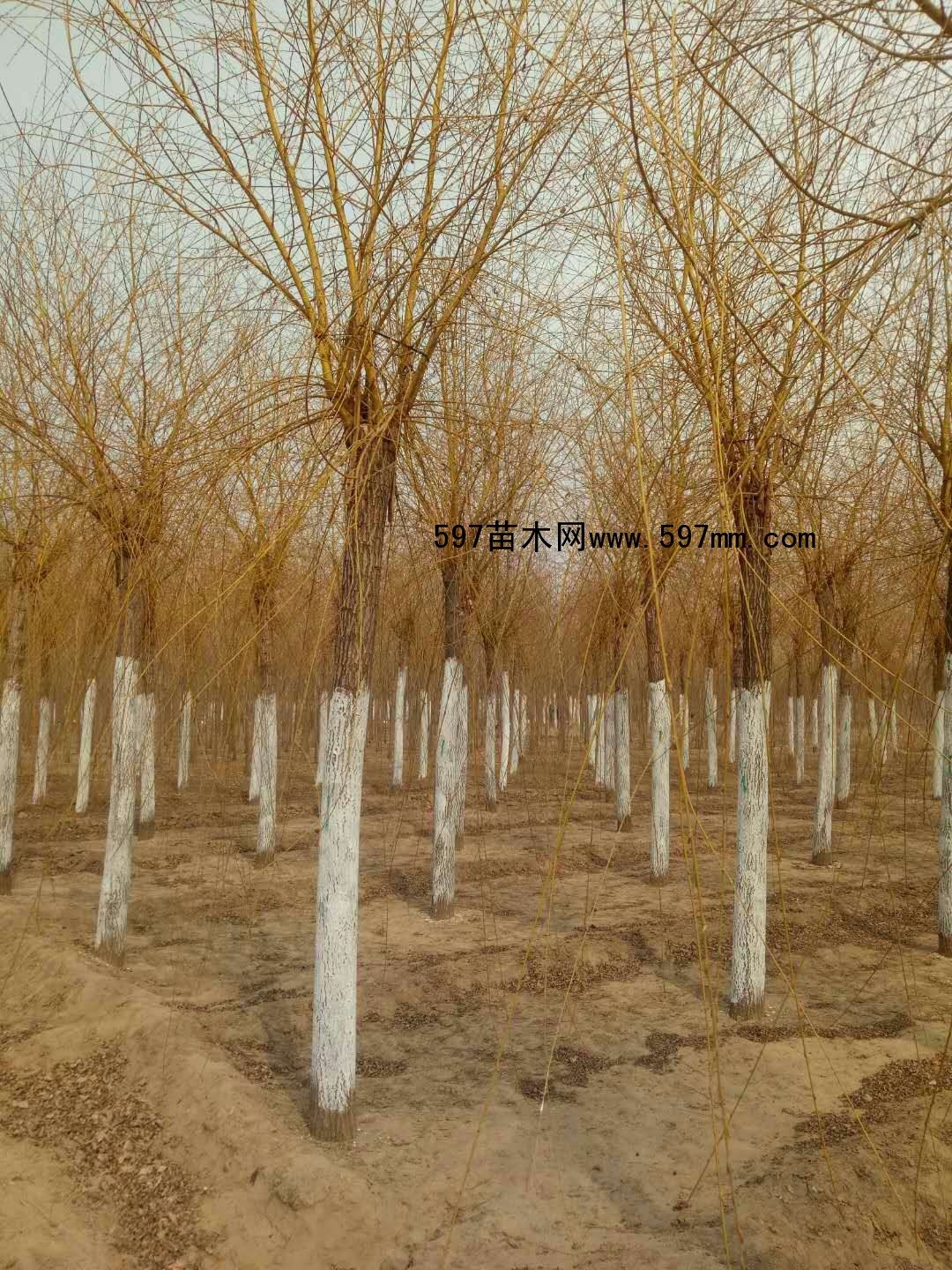 柳树 柳树