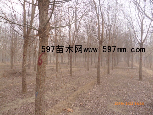 柳树 柳树