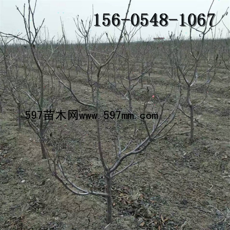 樱桃树 樱桃树