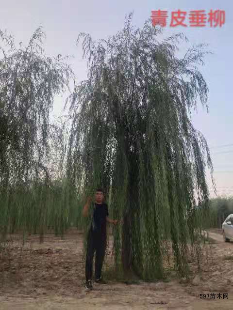 垂柳 垂柳
