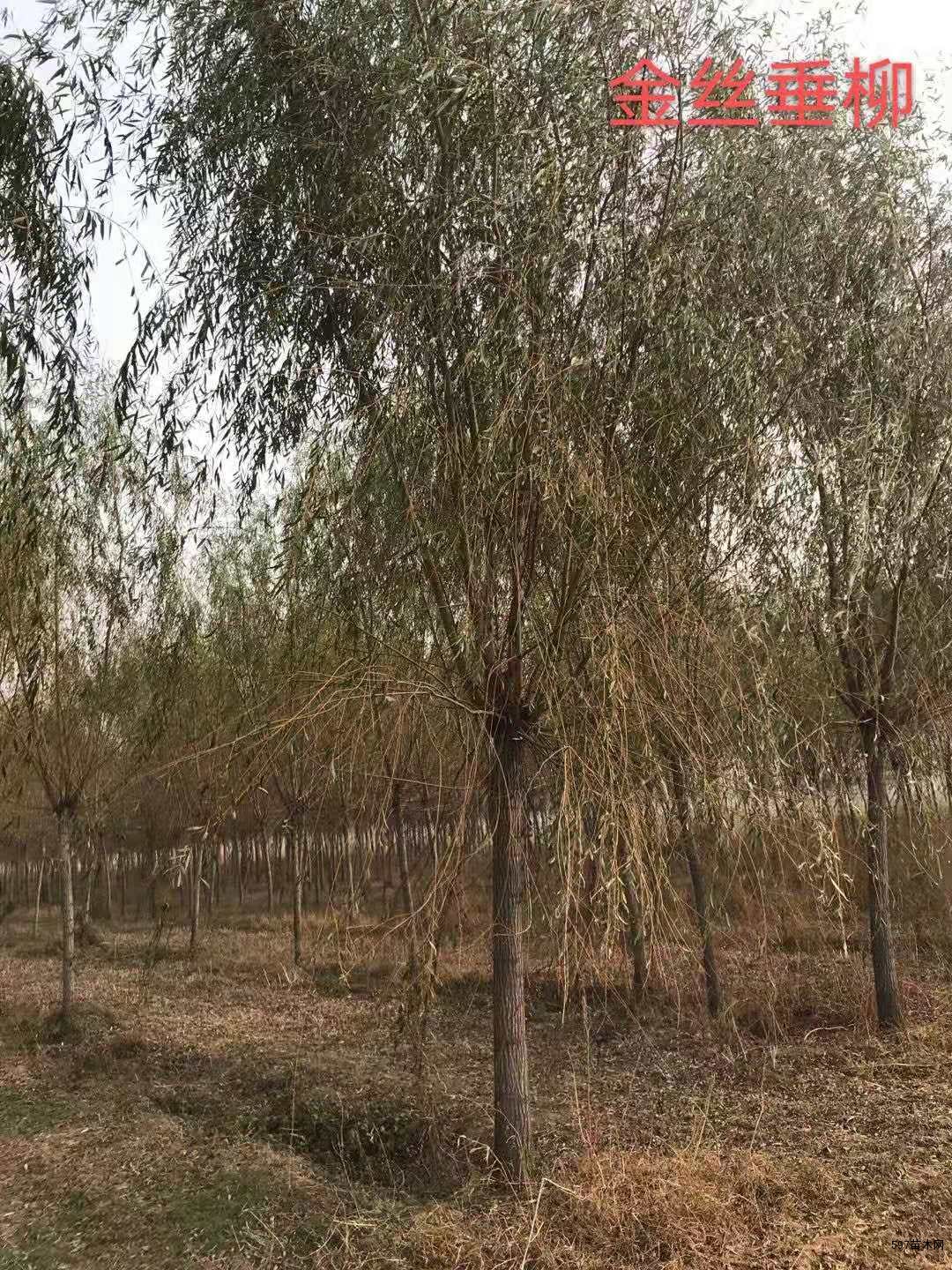 垂柳 垂柳