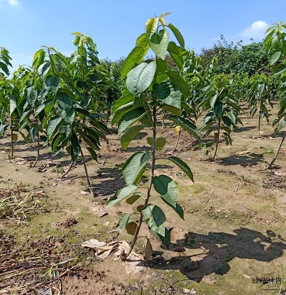 基地供应 车厘子苗 车厘子树苗 矮化樱桃苗繁育基地-597苗木网
