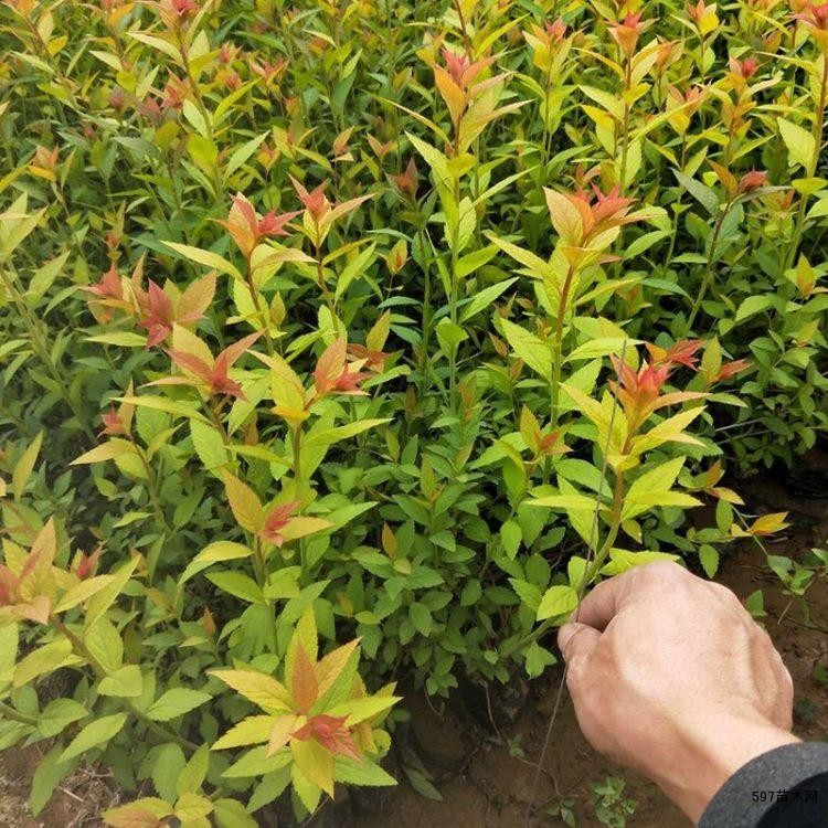 宜在春季萌动前或秋季落叶后进行 宜在春季萌动前或秋季落叶后进行