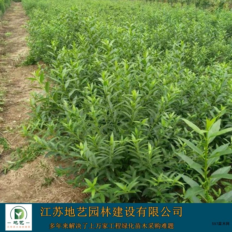 连翘 连翘
