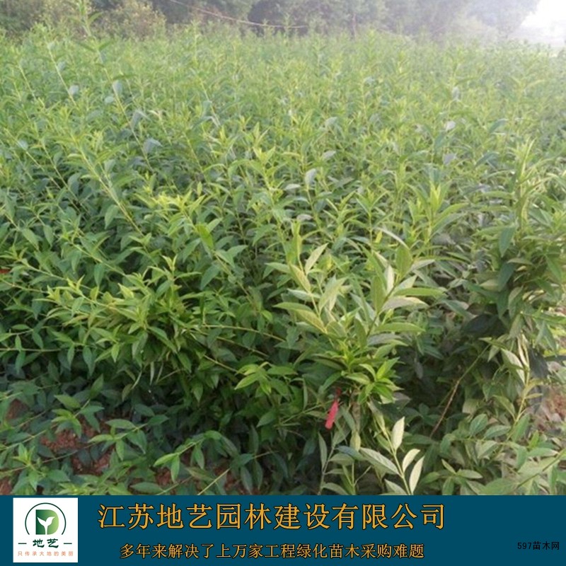 连翘 连翘