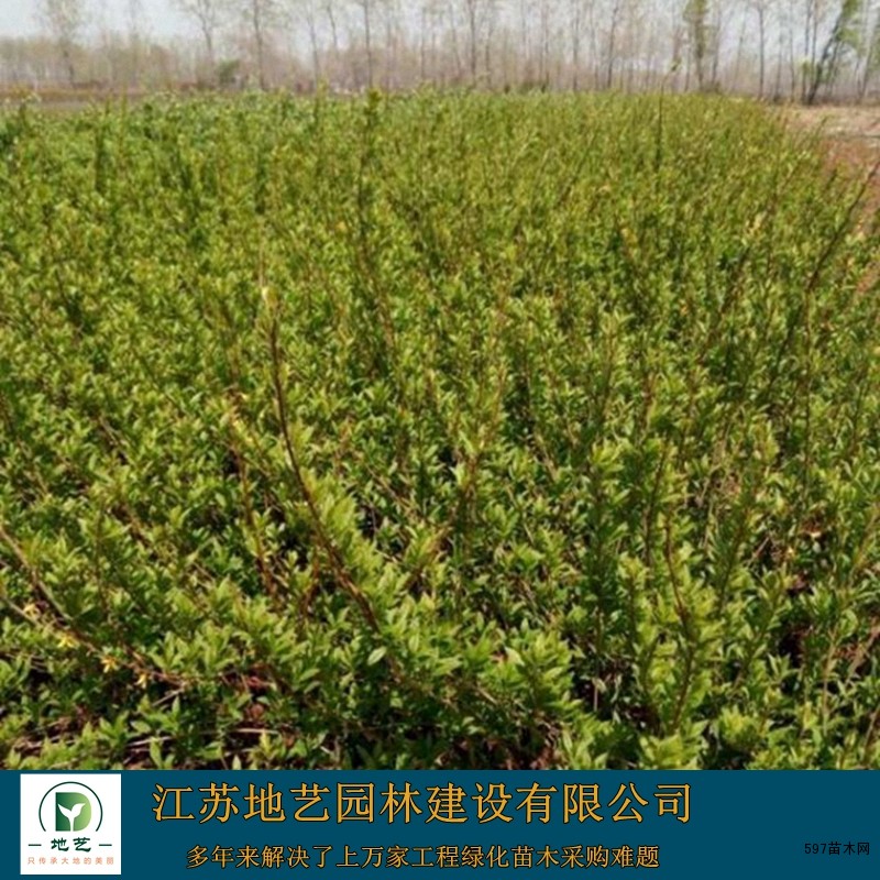 连翘 连翘
