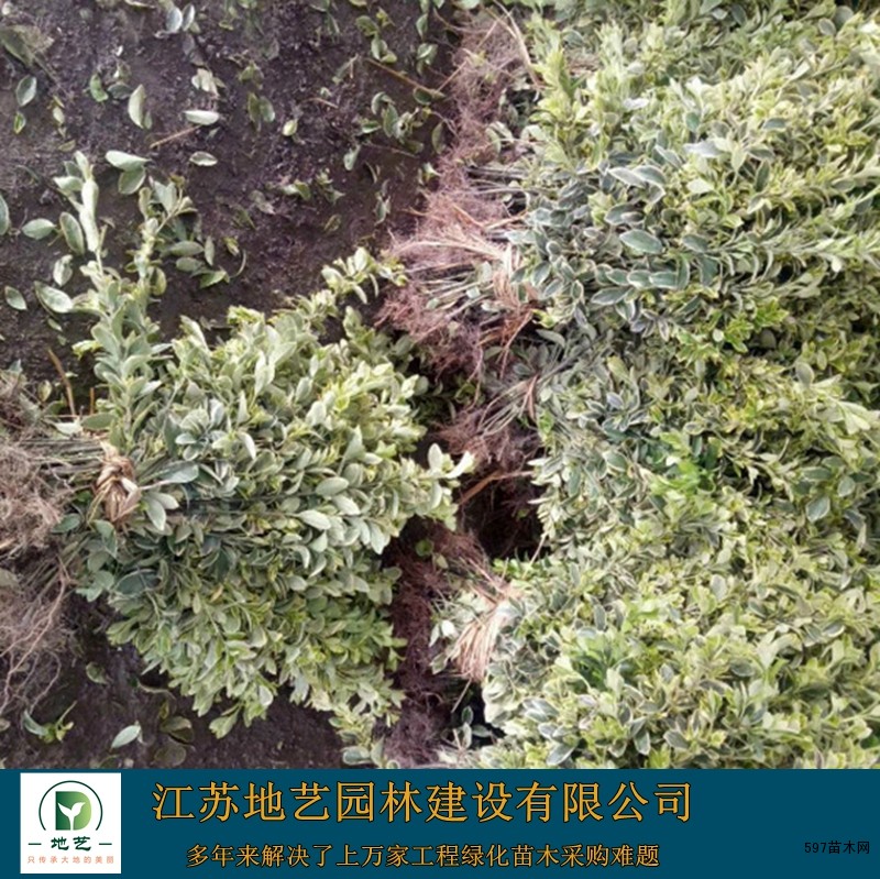 金边黄杨 金边黄杨