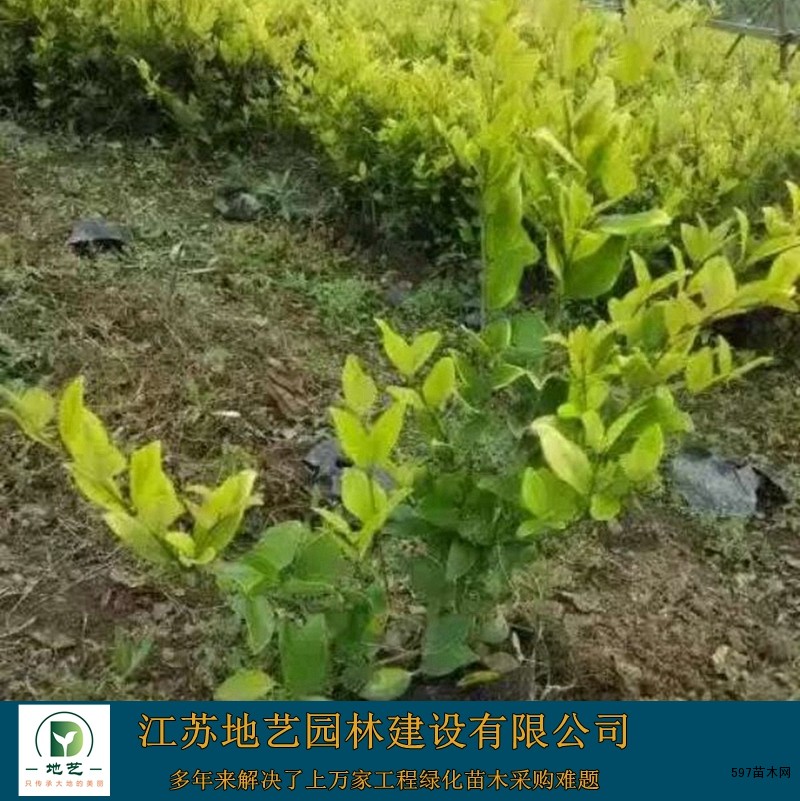 金森女贞 金森女贞