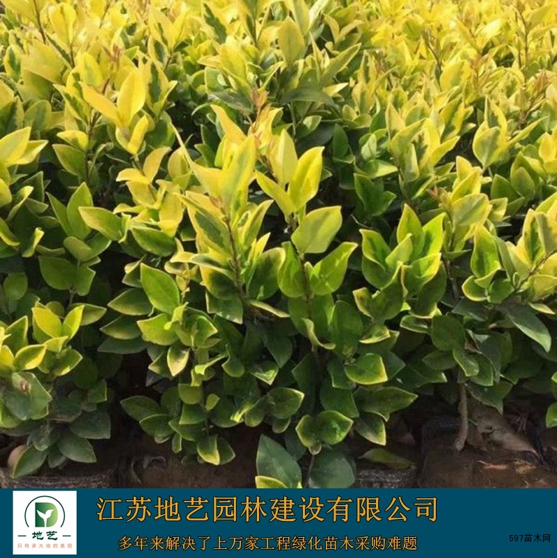 金森女贞 金森女贞