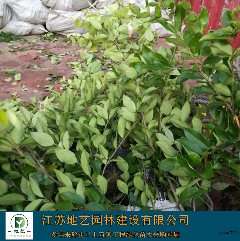 金森女贞 金森女贞