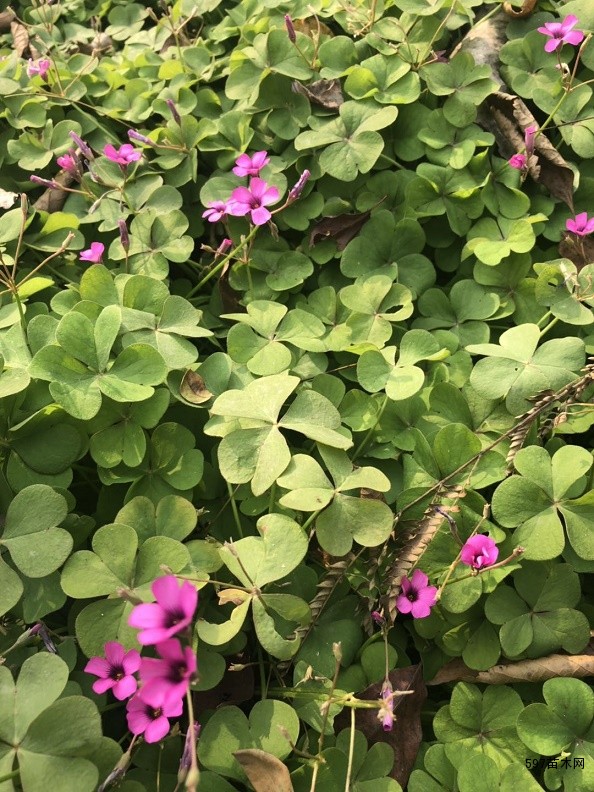 红花酢浆草 红花酢浆草
