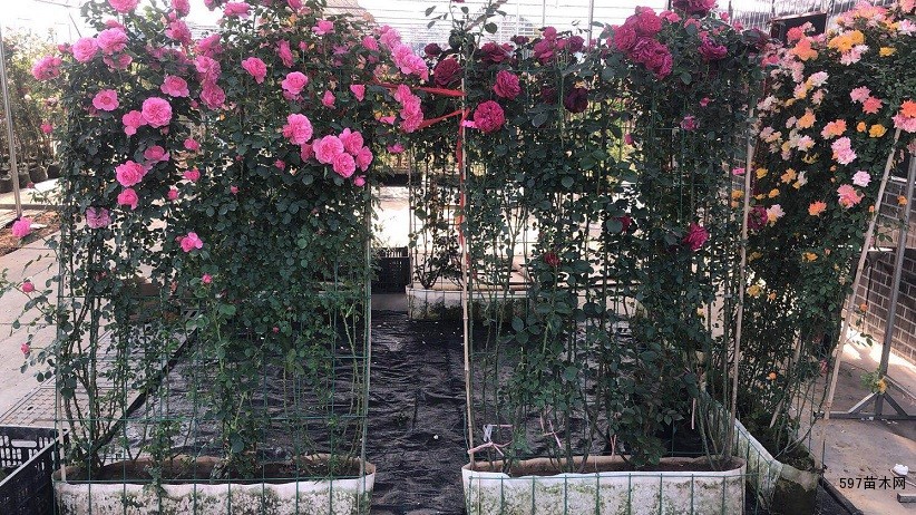 月季花篱 月季花篱