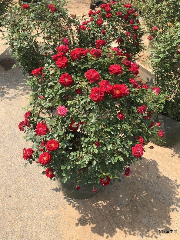 月季花球 月季花球