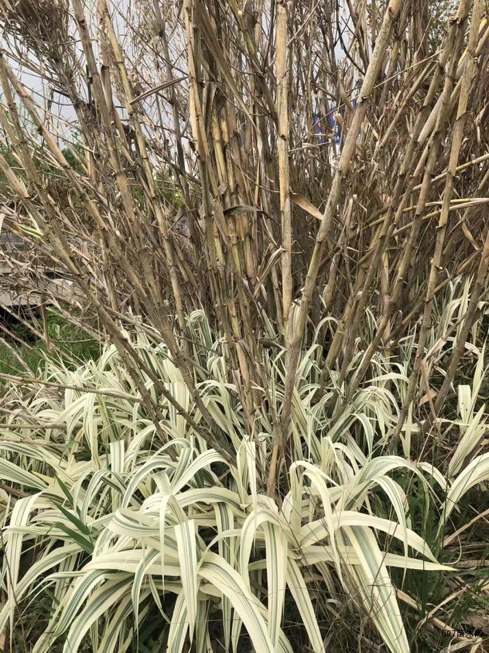 花叶芦竹 花叶芦竹