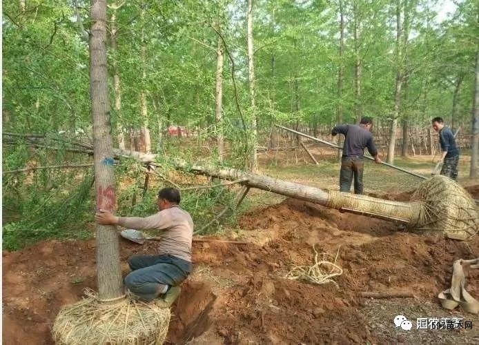 挖树工人日收入500～1500元，挖工危机推动苗木行业变革！