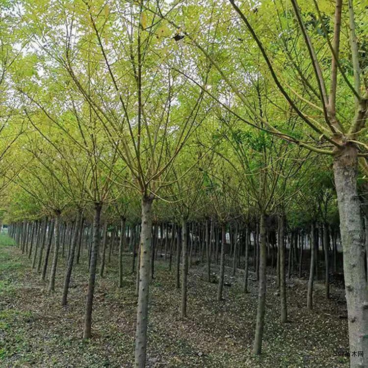 宜在湿润、肥沃、排水良好的沙质壤土种植 宜在湿润、肥沃、排水良好的沙质壤土种植