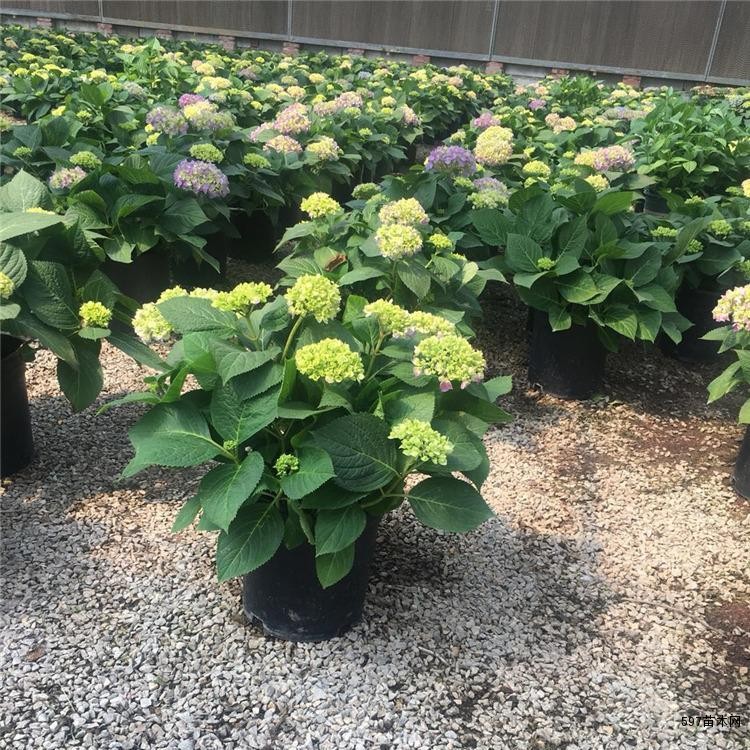 园林中常植于疏林树下,游路边缘,建筑物入口处,或丛植几株于草坪一角, 园林中常植于疏林树下,游路边缘,建筑物入口处,或丛植几株于草坪一角,