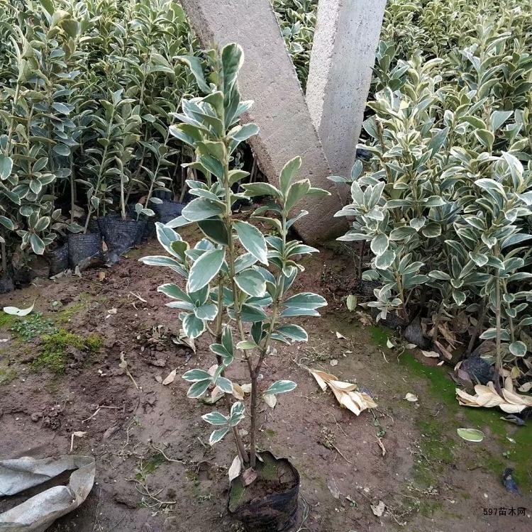 能耐干旱,耐寒性强,栽培简单。 能耐干旱,耐寒性强,栽培简单。